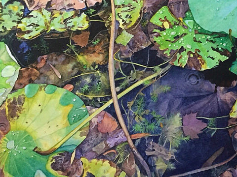 初识水彩（一）