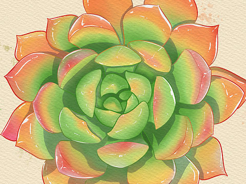 水彩多肉插画