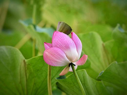 夏日荷塘 2022年 泽龙湖