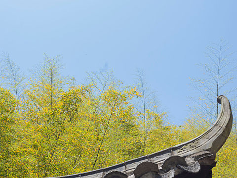 灵江源国家森林公园