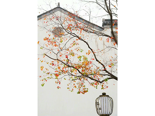 被秋色浸染了的江南，犹如一幅幅静谧的油画....