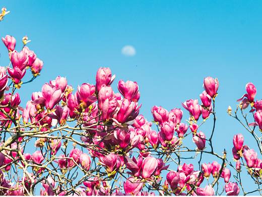 春天的使者：绽放的玉兰花