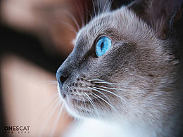猫🐱