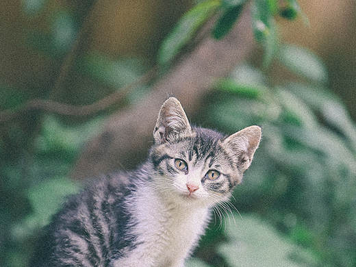 夏日炎炎,吸一只小奶猫降降温吧~🍉