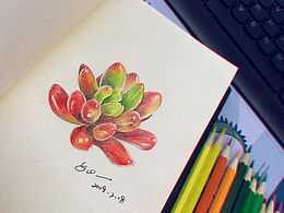 每日一画#彩铅多肉