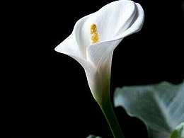 黑白装饰画Timeless