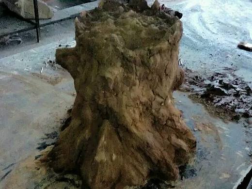 仿真动物 化石 手办