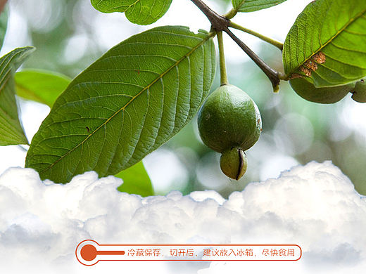 天猫淘宝电商详情页台湾番石榴芭乐水果类详情页描述