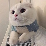 你的猫跑掉了_的头像
