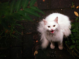 摄影——喵星人