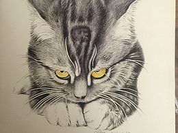 臨摹的畫系列-貓咪