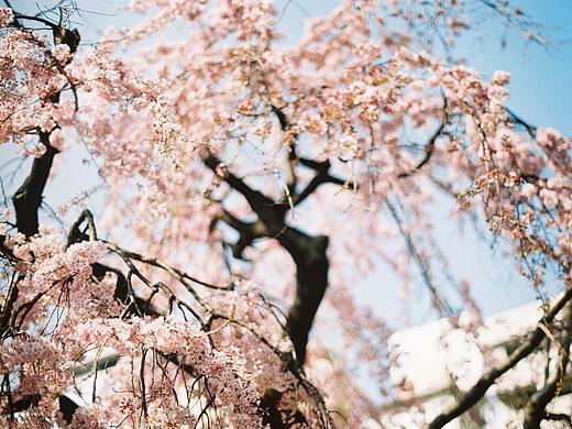 胶卷| 日本樱花游