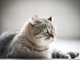 哈罗，猫