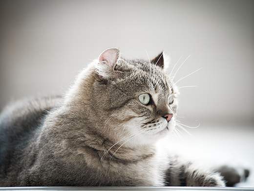 哈羅，貓（個人主頁-ZMzc2NzI0OTI=） - 寵物攝影 - 站酷設(shè)計(jì)師chufoto原創(chuàng)素材 - 站酷ZCOOL