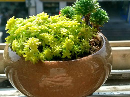 多肉君（個(gè)人主頁-ZMjI2MDQ0OTI=） - 產(chǎn)品攝影 - 站酷設(shè)計(jì)師_大攀原創(chuàng)素材 - 站酷ZCOOL