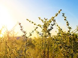 那一道美丽的光