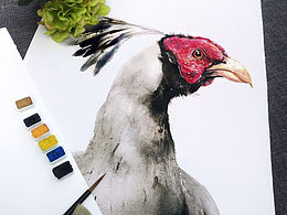 花奴百鸟图绘No.45 鸡