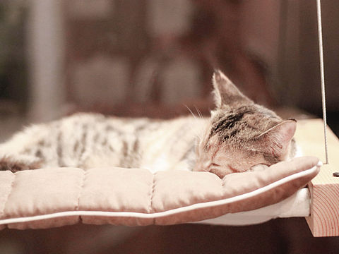 猫