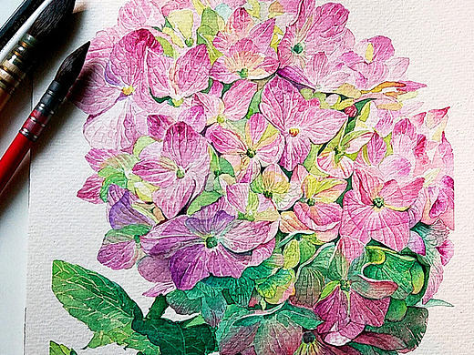 水彩花卉《八仙花》系列（个人主页-ZMTk0MzQxMDQ=） - 绘画 - 站酷设计师火儿原创素材 - 站酷ZCOOL