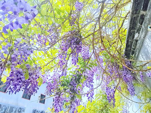 长亭外 古道边 芳草碧连天  
