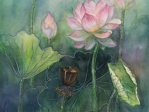 水彩插画荷花写生