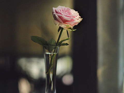 花满盛夏（个人主页-ZMjMxNTQ3MDg=） - 产品摄影 - 站酷设计师潘多哇原创素材 - 站酷ZCOOL