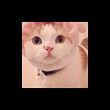 ynn0816的头像