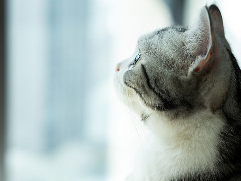 jojo、美短（個人主頁-ZNDAzNDQ3ODA=） - 寵物攝影 - 站酷設計師紈張原創(chuàng)素材 - 站酷ZCOOL