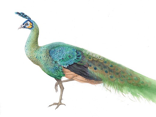 水彩绿孔雀白底