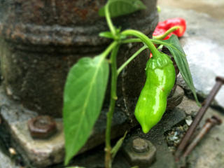 我的家乡，我的春节