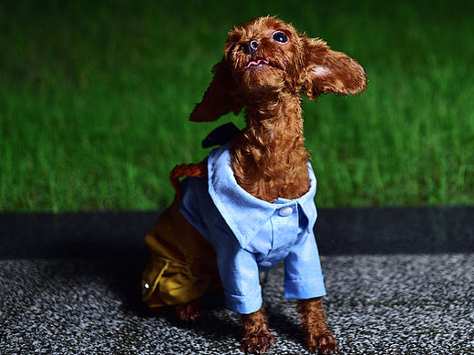 吃货一鸣-杭州宠物摄影九州