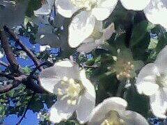 海棠内敛压群芳无香!