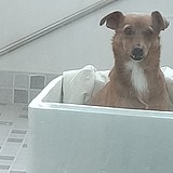 用戶頭像