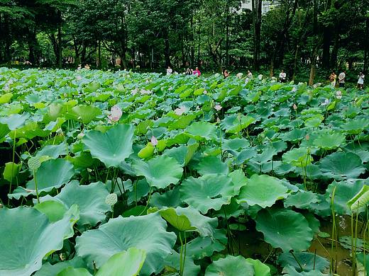 亚艺公园.Foshan City