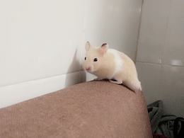 白能有啥壞心思