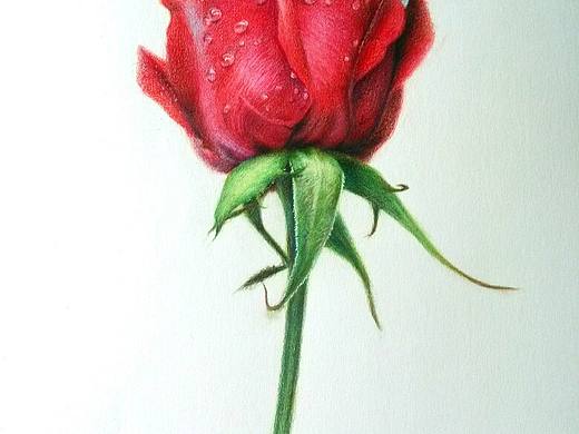 玫瑰（个人主页-ZMTYxODUzMzI=） - 绘画 - 站酷设计师一娜丁原创素材 - 站酷ZCOOL