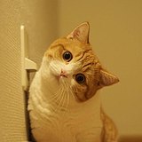 MiaTseng的头像