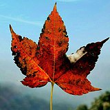 秦之心的头像