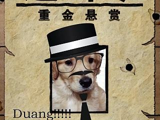 全城通缉傲娇汪