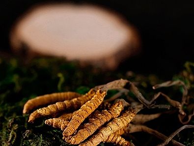 虫草详情