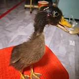 水彩屁的头像