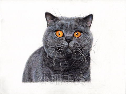 彩铅作品-短毛猫