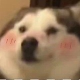 春风不解的头像