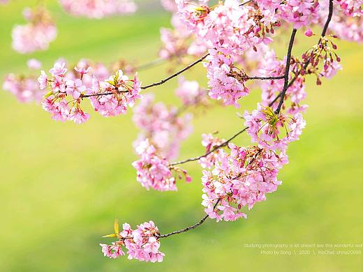待到春花爛漫時(shí)，我在叢中跳?。▊€(gè)人主頁(yè)-ZNDI4NDExMjA=） - 風(fēng)光攝影 - 站酷設(shè)計(jì)師茸城老T原創(chuàng)素材 - 站酷ZCOOL