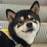 小黄不饿的头像