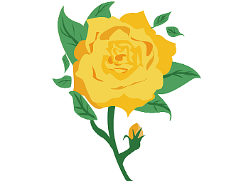 黄玫瑰手绘插画