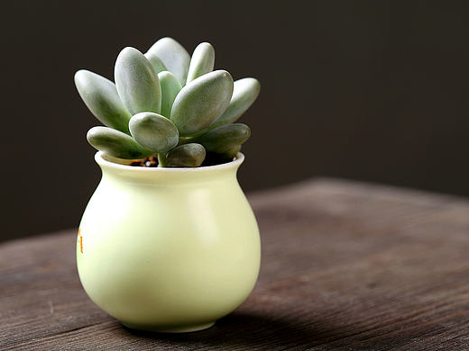 多肉植物 绿植 盆栽 白美人