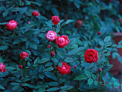 红蔷薇