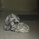凉鸡辣饭的头像