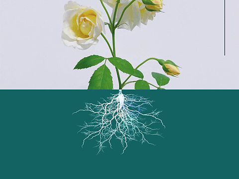 一张照片做海报练习